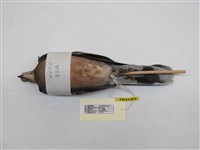 藏品(金背鳩)的圖片